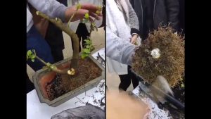 Atelier Bonsaï de M. Ferroukhi au jardin d'essais du Hamma, Alger.